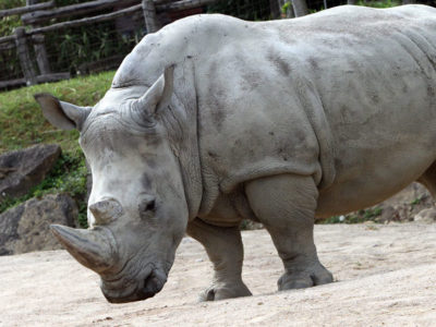 rhinocéros