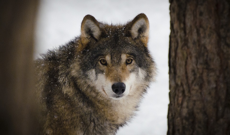 chasse-loups-royal