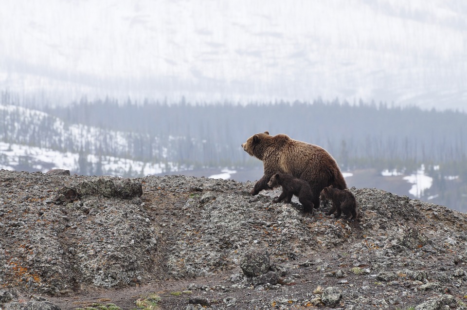 chasse-ours-trump