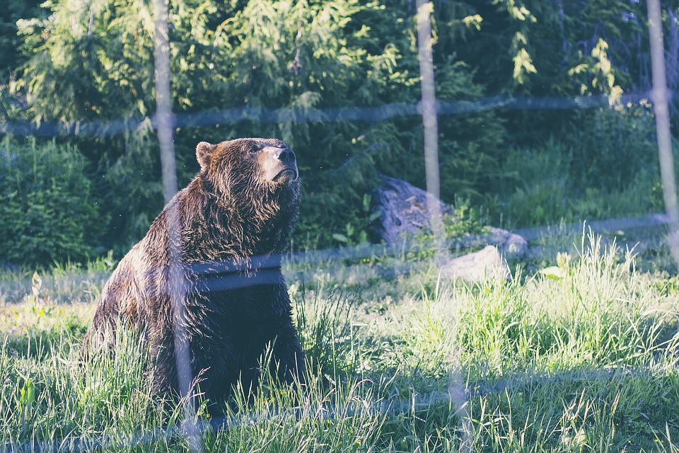 parcs-animaliers-zoos