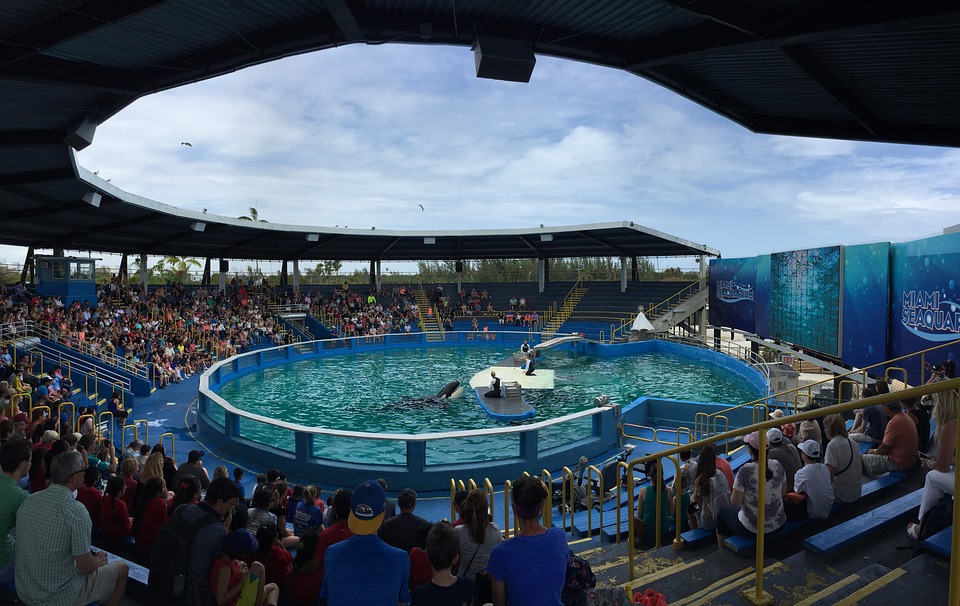 parcs-aquatiques-dauphins