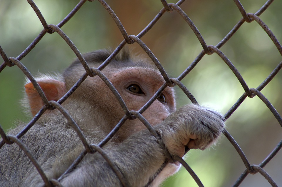 zoos-singes-labenne