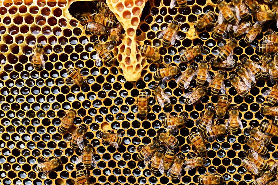 abeilles-disparition