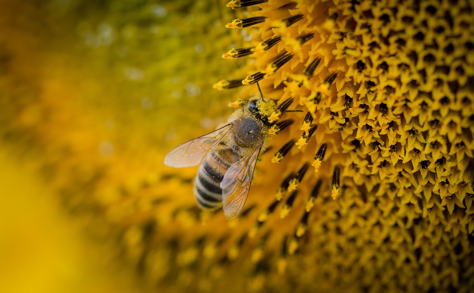 abeilles-declin-environnement