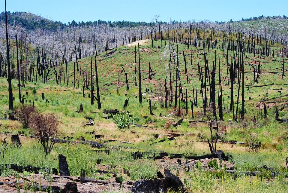 consequences-causes-incendies-forets