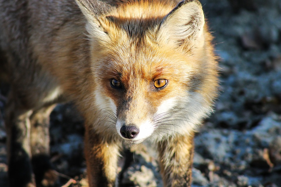 situation-renards-france