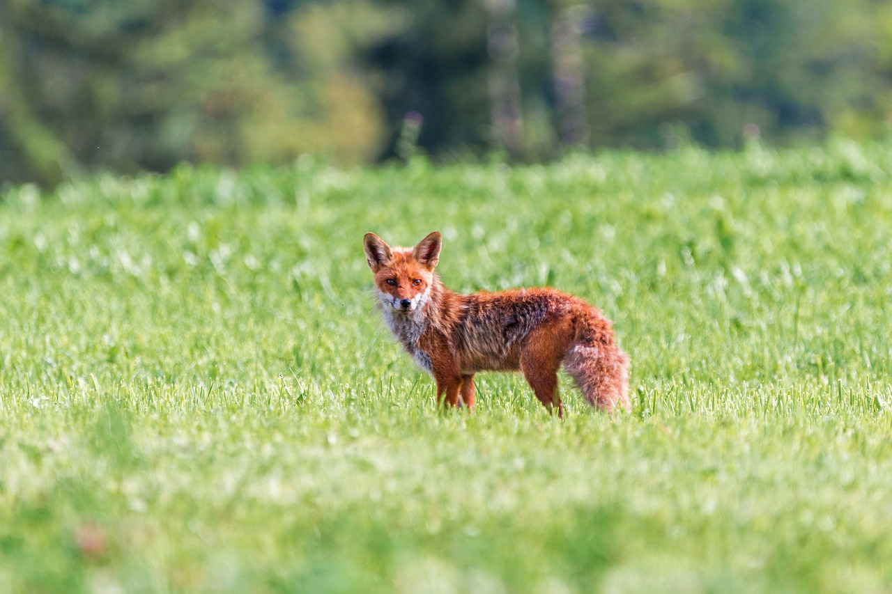 baisse-biodiversite-chasseurs