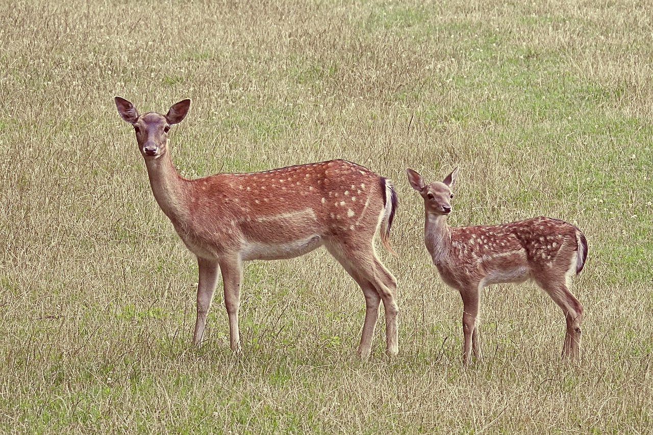 chasse-biodiversite