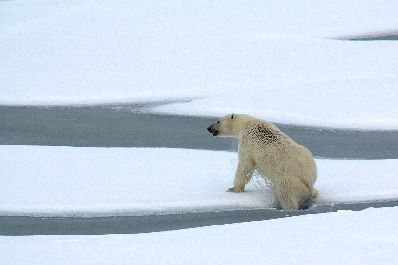 ours-polaires-meurent-faim