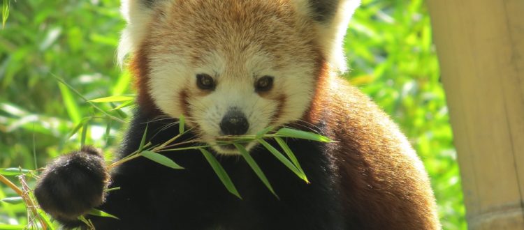 Les braconniers s attaquent d sormais aux pandas roux Les braconniers s attaquent d sormais aux pandas roux