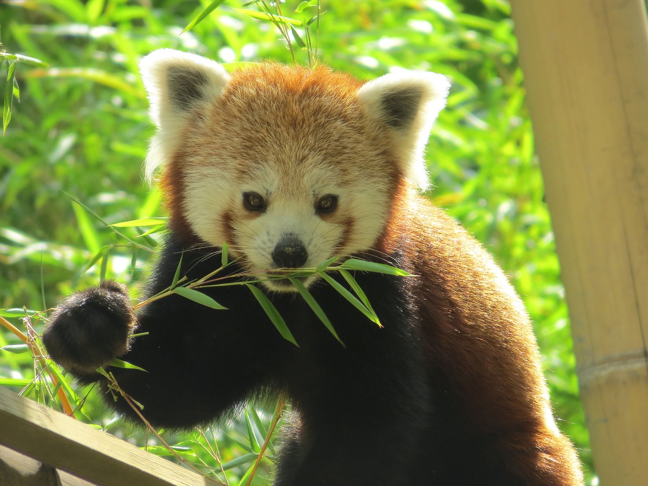 Les braconniers s attaquent d sormais aux pandas roux Les braconniers s attaquent d sormais aux pandas roux