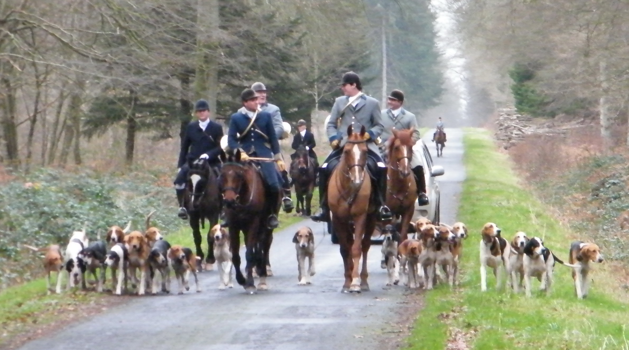 Le rusé chevreuil a fait renoncer l'équipage après deux bonnes heures de chasse