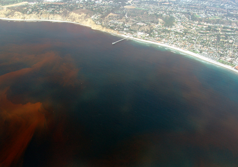 maree-rouge-floride