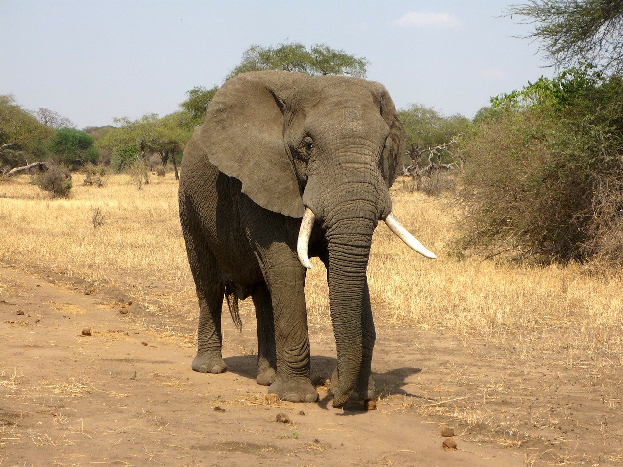 botswana-elephants-ompe