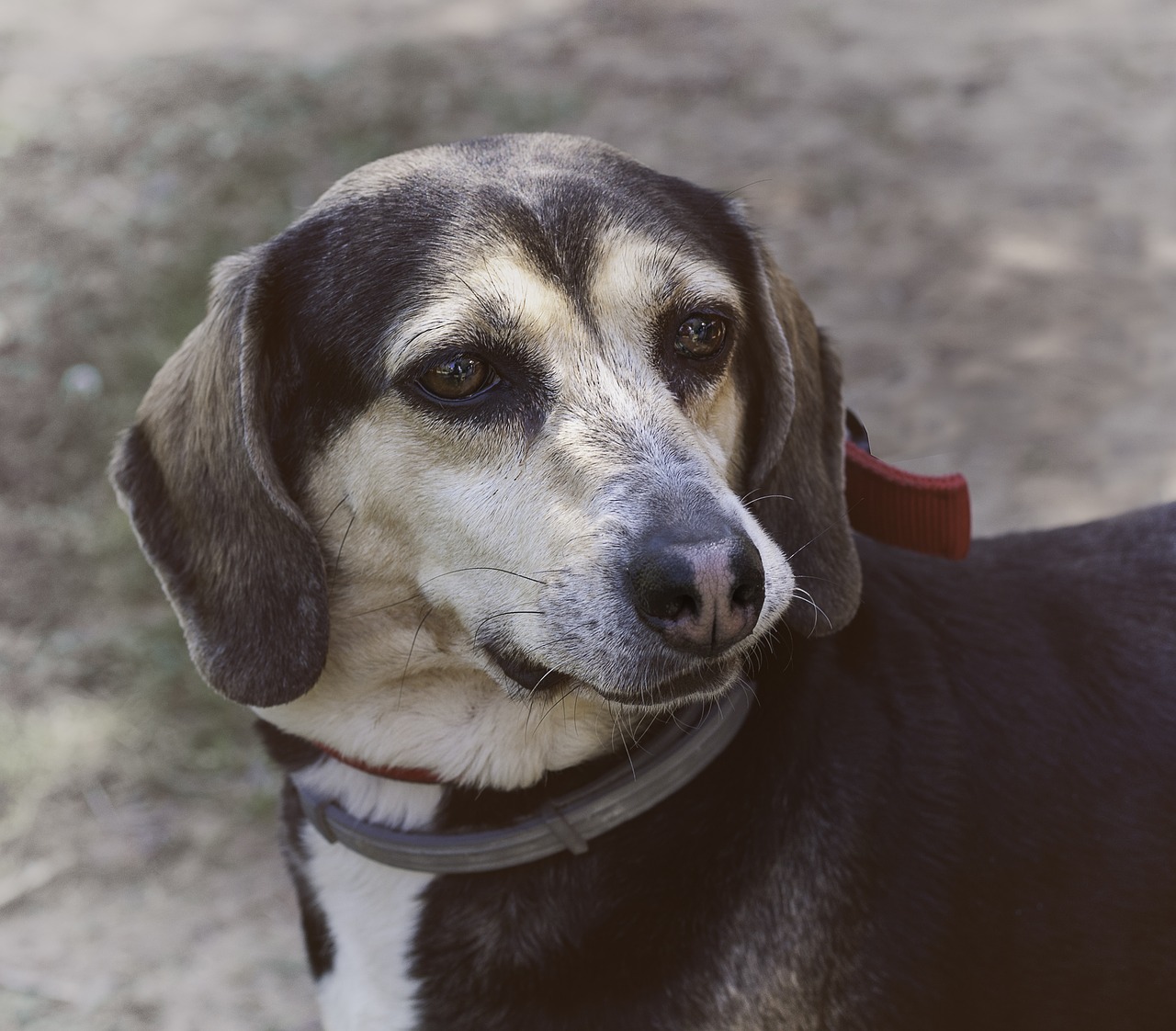 chiens-en-chine