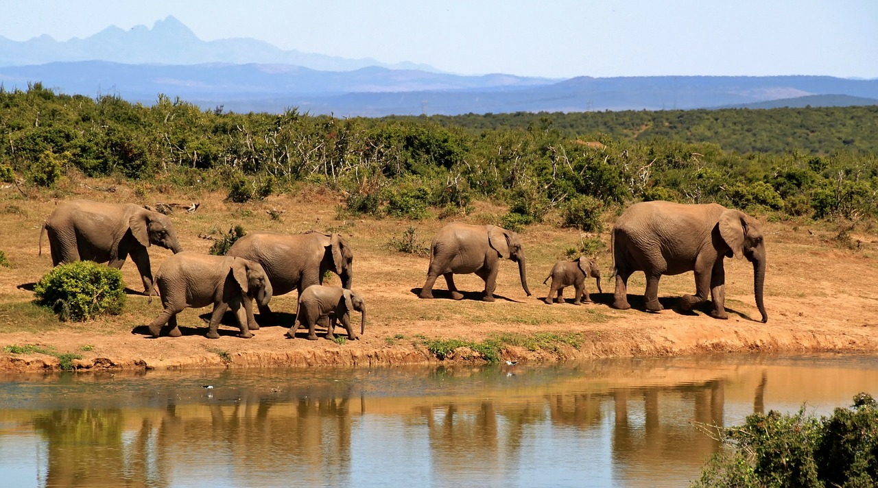 elephants-botswana-ompe