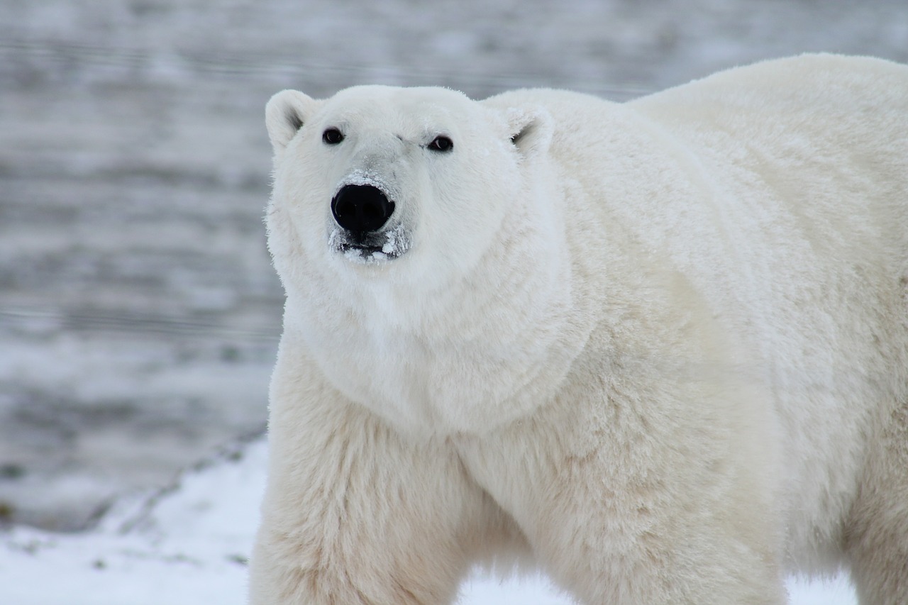 fonte-des-glaces-ours-polaires