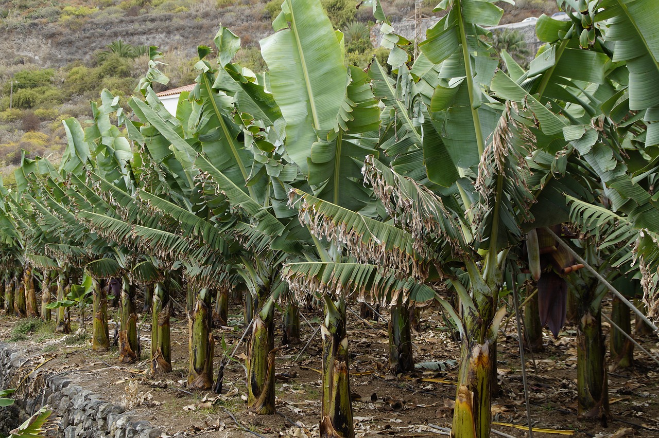 pesticides-antilles