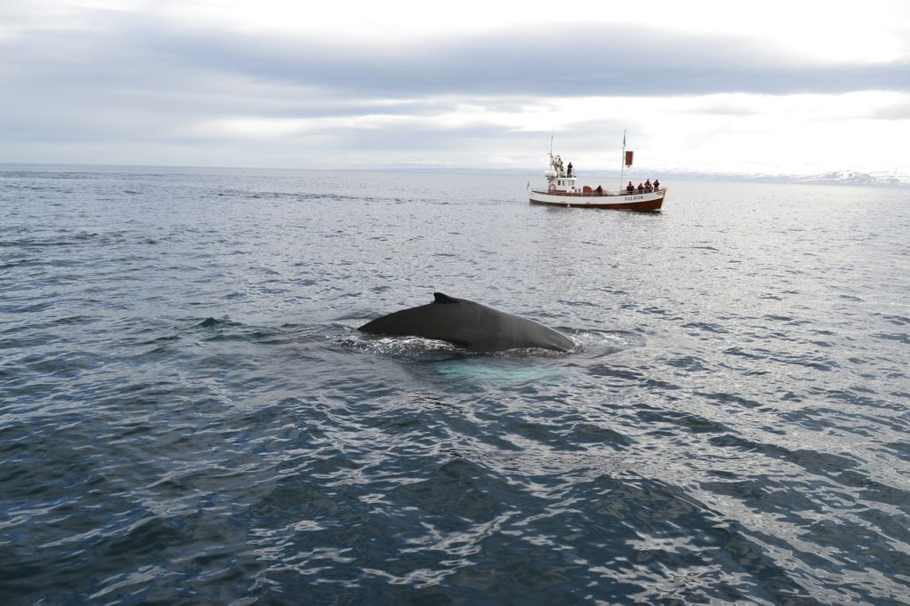 japon-chasse-a-la-baleine