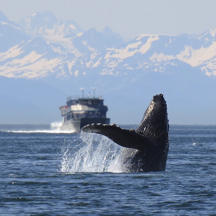 chasse-a-la-baleine