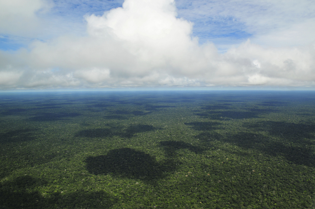 deforestation-amazonie