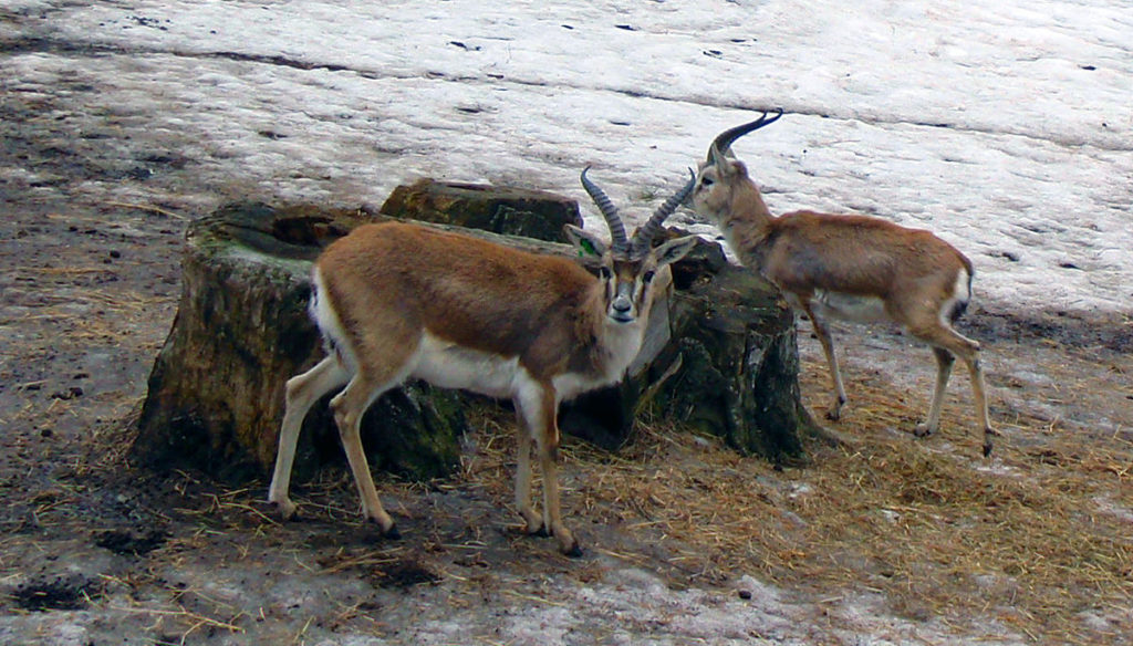 antilopes-tibet