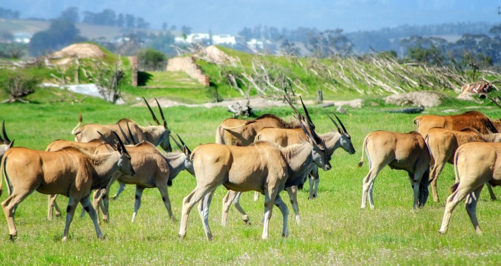 commerce-antilopes-tibet