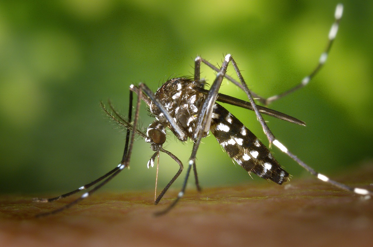 Jupe mosquitos hotsell