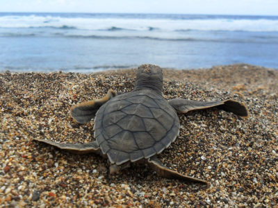 animaux-dechets-plastiques-oceans