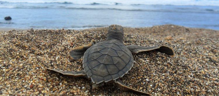 animaux-dechets-plastiques-oceans