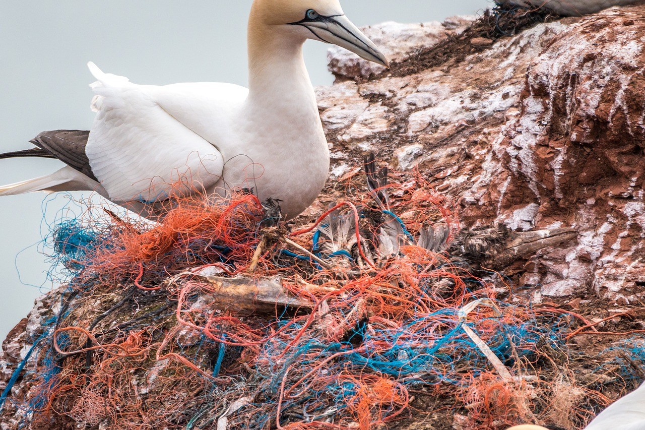 pollution-plastique-animaux-marins