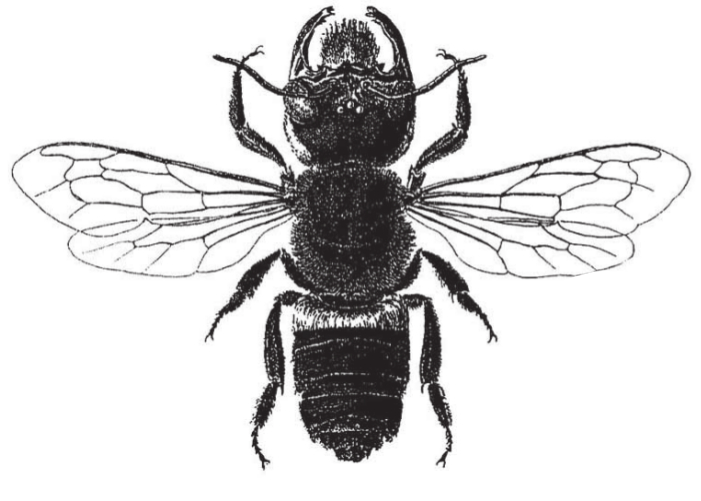 abeille-wallace