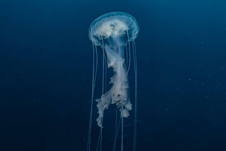 Le retour des méduses en Méditerranée s'explique en partie par  l'augmentation de la température de l'eau - France Bleu